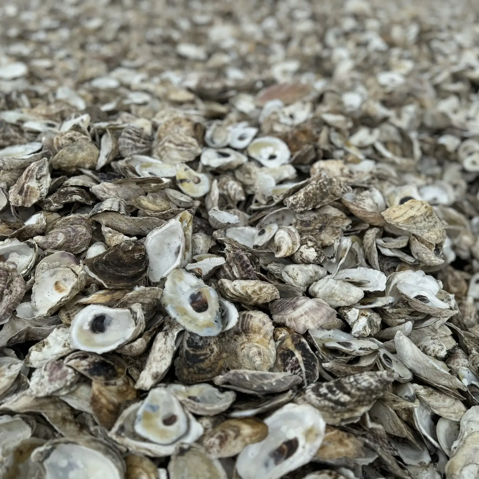Billion Oyster Project