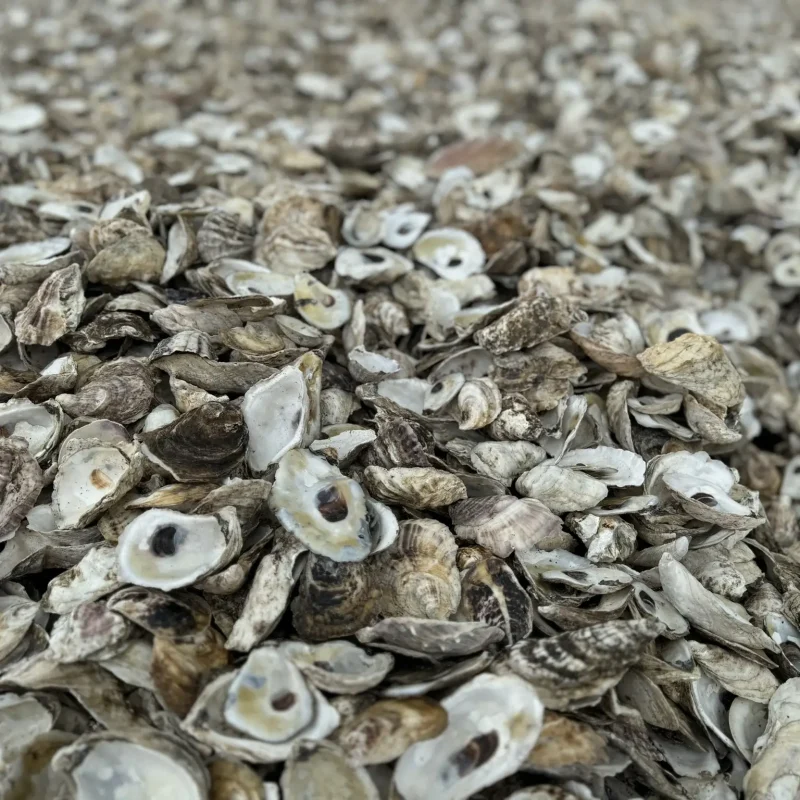 Billion Oyster Project
